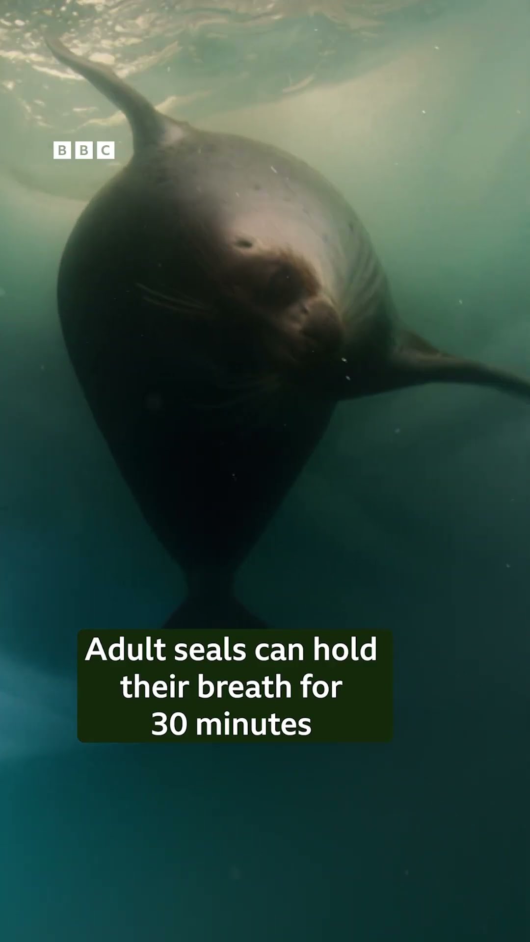 This mother seal does something amazing to save her baby ? #BBCEarthAsia #Shorts #Seal #BabyAnimal